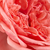 Rózsaszín - Virágágyi floribunda rózsa - Kimono